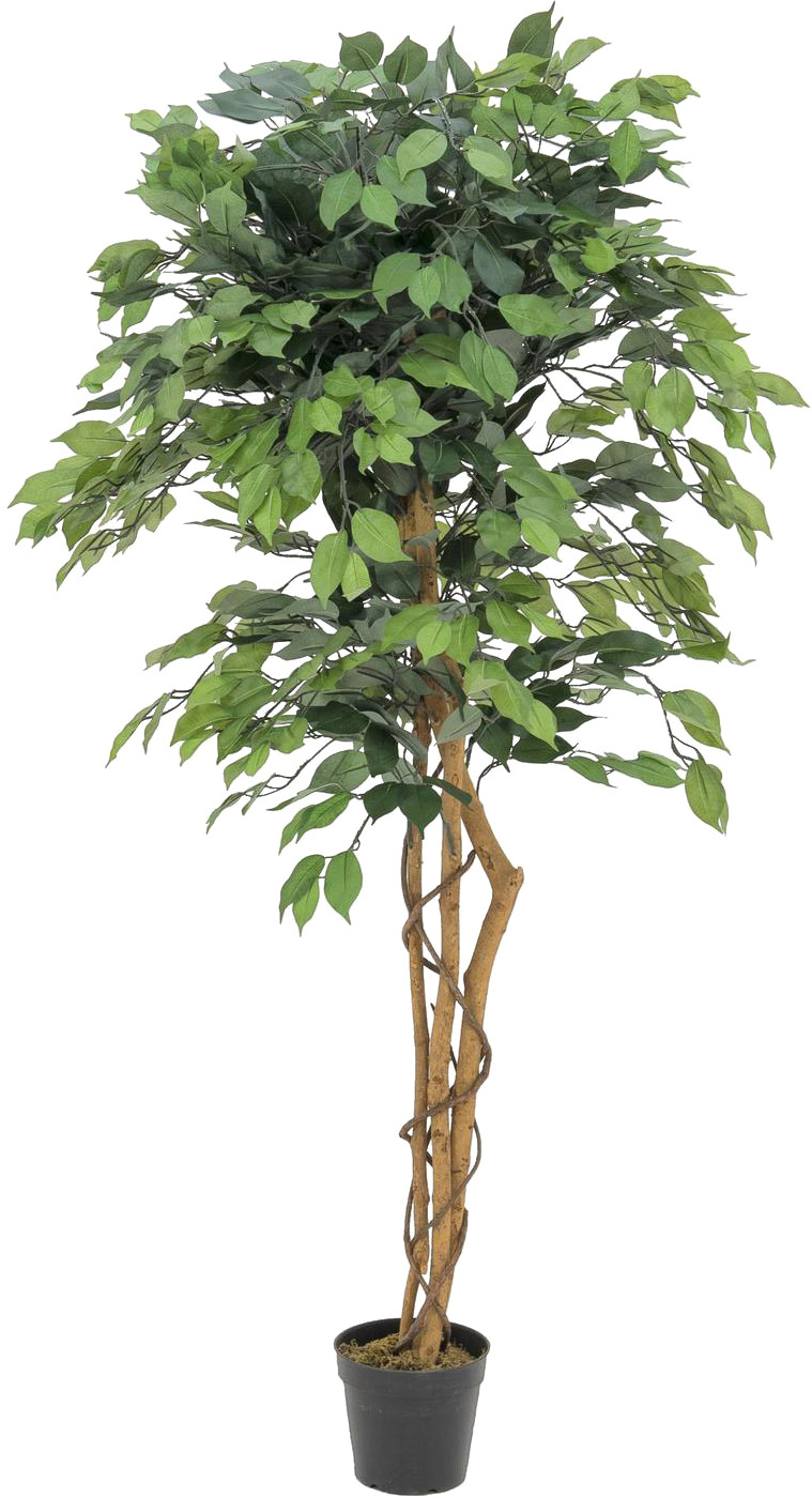 EUROPALMS Ficus-Benjamini Multi-Stamm 150cm 