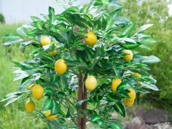 EUROPALMS Citronnier, plante artificielle, 180cm