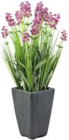 EUROPALMS Lavendel, ros, im Dekotopf, 45cm