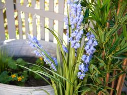 EUROPALMS Bellflower, fleur artificielle, violet, 105cm