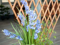 EUROPALMS Bellflower, fleur artificielle, violet, 105cm