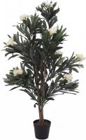 EUROPALMS Oleanderbaum, weiß, 120 cm