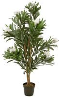 EUROPALMS Oleanderbaum, wei, 120 cm
