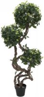 EUROPALMS Ficus Multi Spiralstamm, 160cm