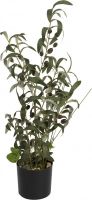 EUROPALMS Olivier, plante artificielle, 68 cm