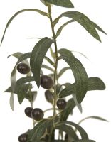 EUROPALMS Olivier, plante artificielle, 68 cm