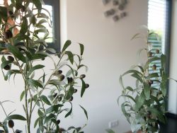 EUROPALMS Olivier, plante artificielle, 68 cm
