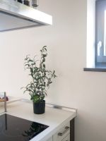 EUROPALMS Olivenbäumchen, Kunstpflanze, 68 cm