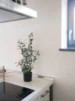 EUROPALMS Olivier, plante artificielle, 68 cm
