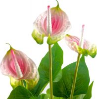 EUROPALMES Anthurium, plante artificielle, blanc et rose