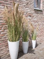 EUROPALMS Pturin de Chine, artificiel, 110cm