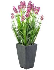 dragon plant indoor Dracaena Fragrans Massangeana Stump (Dragon Plant)  Rolling Greens