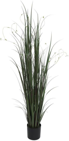 EUROPALMS Weidenzweiggras, 183cm