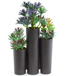 Plant arrangements