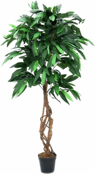 EUROPALMS Dschungelbaum Mango, 150cm