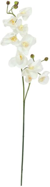 EUROPALMS Orchideenzweig, creme-weiß, 100cm