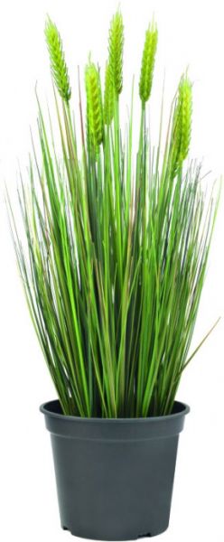 EUROPALMS Weizen Frühsommer 60cm