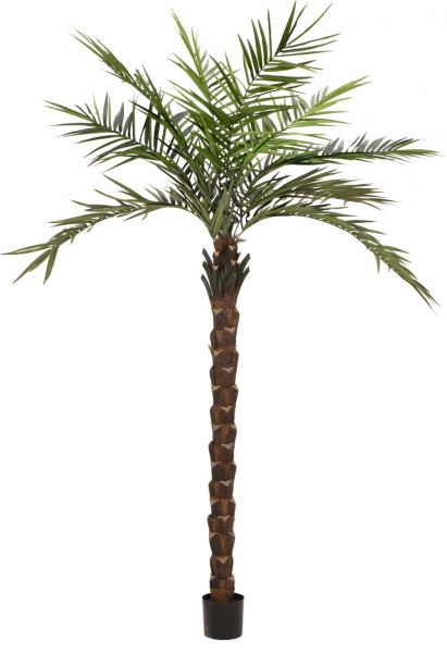 EUROPALMS Kentia Palme deluxe, Kunstpflanze 300cm