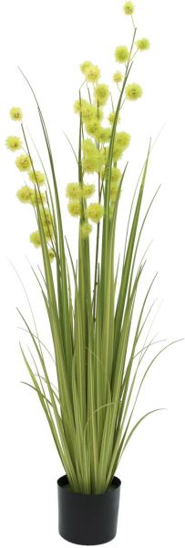 EUROPALMS Pompongras, 122cm