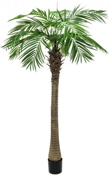 EUROPALMS Phönixpalme luxor, 210cm