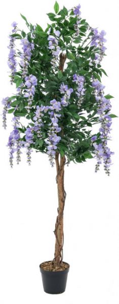 EUROPALMS Goldregenbaum, violett, 150cm