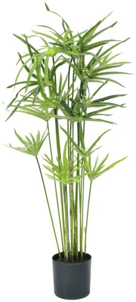 EUROPALMS Zyperngras, 76cm