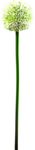 EUROPALMS Alliumzweig, cremefarben, 55cm