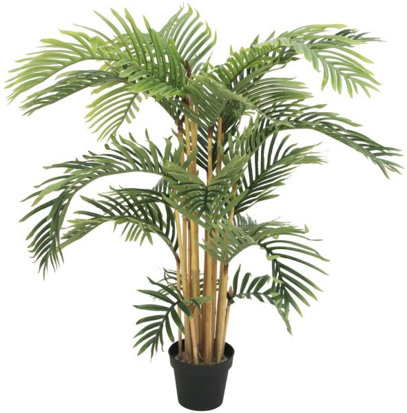 EUROPALMS Kentiapalme, 140cm