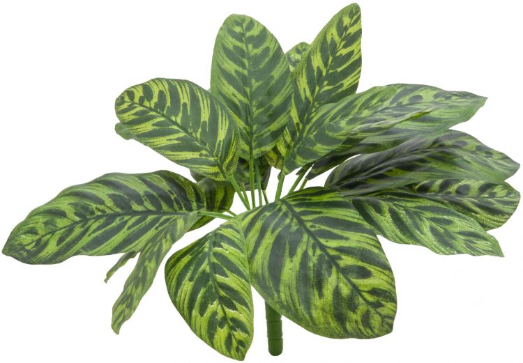 EUROPALMS Calathea, 32cm