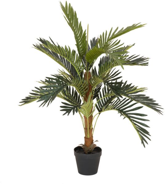 EUROPALMS Kokospalme, 90cm