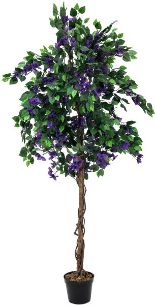 EUROPALMS Bougainvillea, lavendel, 180cm