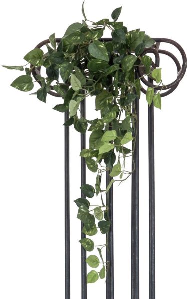 EUROPALMS Pothosbuschranke Classic, 60cm