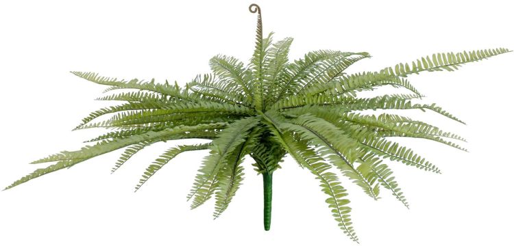 EUROPALMS Königsfarn, grün, 70cm
