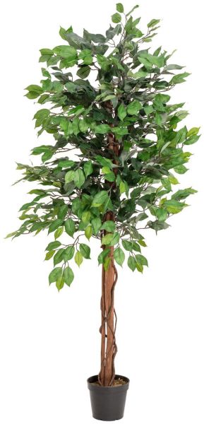 EUROPALMS Ficus-Benjamini Multi-Stamm, 150cm