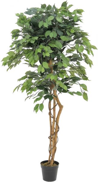 EUROPALMS Ficus-Benjamini Multi-Stamm, 150cm