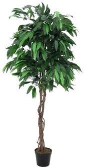 EUROPALMS Dschungelbaum Mango, 180cm