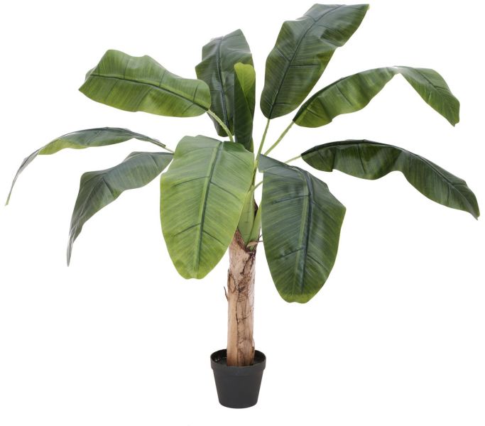 EUROPALMS Bananenbaum, 100cm