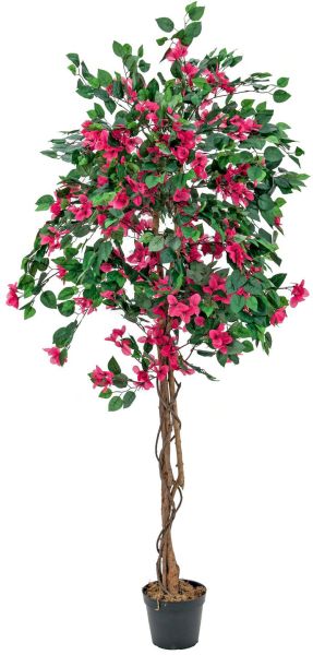 EUROPALMS Bougainvillea, magenta, 180cm