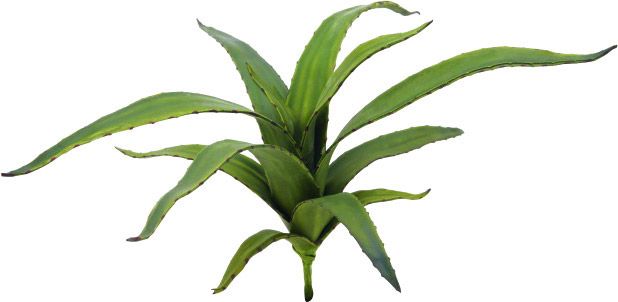 EUROPALMS Aloe (EVA), grün, 66cm
