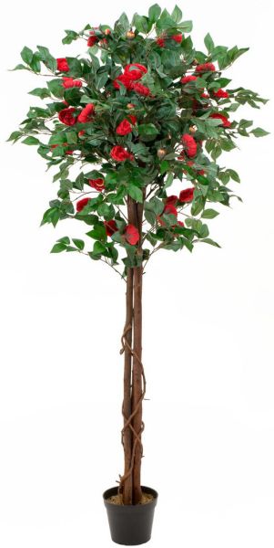 EUROPALMS Kamelienbaum rot mit Topf 180cm