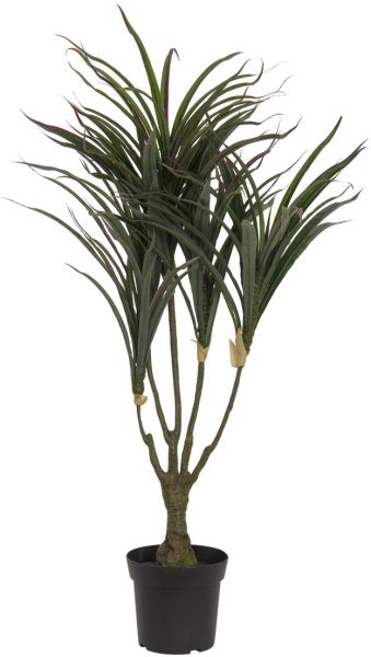 EUROPALMS Dracena, grün-rot, 90cm