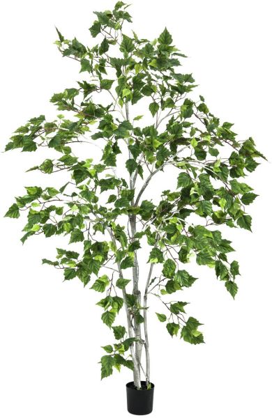 EUROPALMS Birkenbaum, 180cm