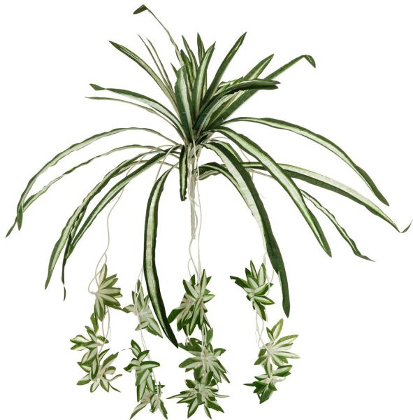 EUROPALMS Grünlilie, 60cm