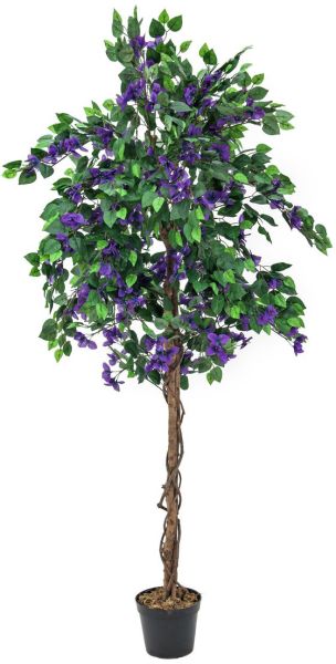EUROPALMS Bougainvillea, lavendel, 150cm