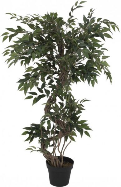 EUROPALMS Ficus Multi Spiralstamm, 130cm