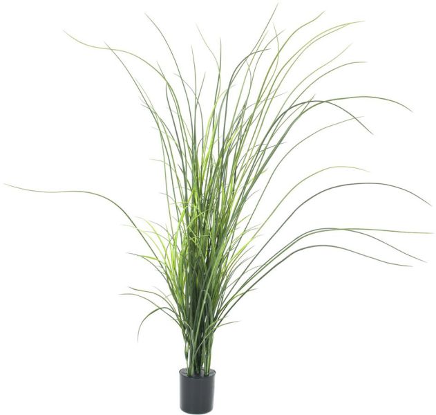 EUROPALMS Schilfgras, 145cm