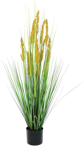 EUROPALMS Papageiengras, 120cm