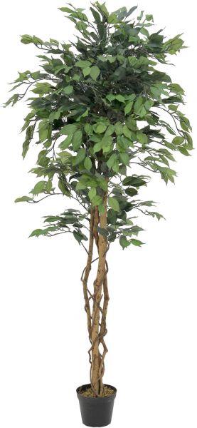 EUROPALMS Ficus-Benjamini Multi-Stamm, 180cm