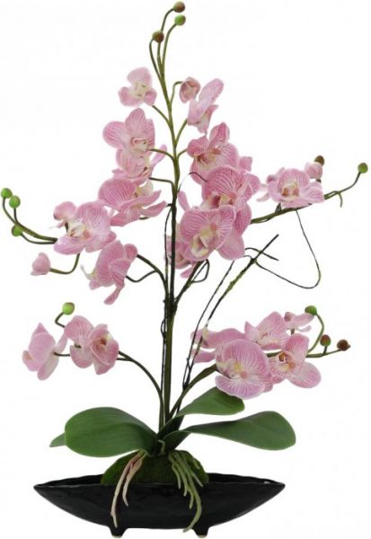 EUROPALMS Orchideenarrangement EVA, lila
