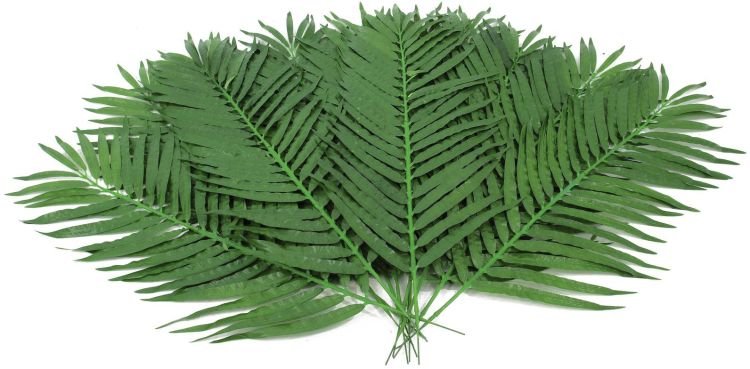 EUROPALMS Kokos-Palmwedel 90cm 12x